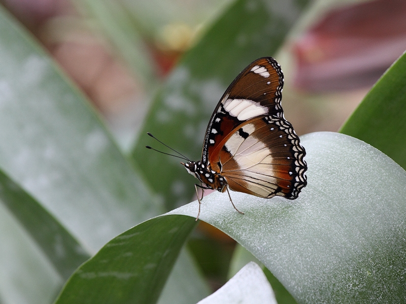 Valse monarchvlinder